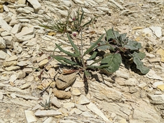 Eriogonum angulosum