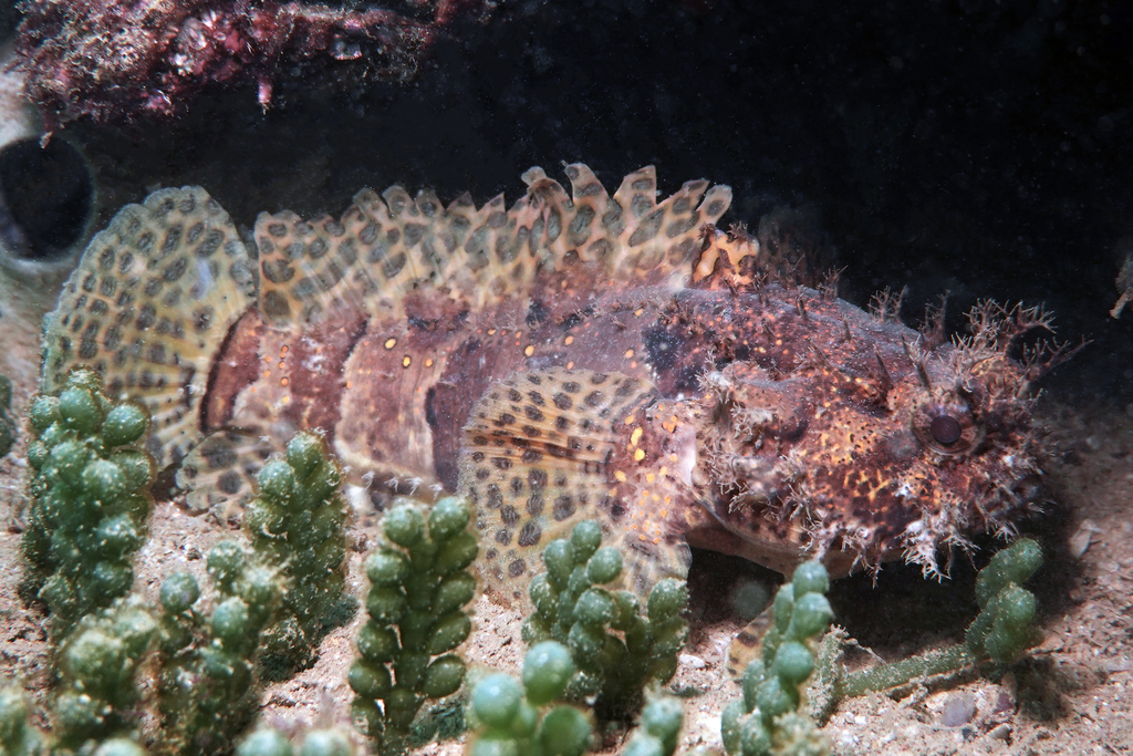 Ocellated frogfish toadfish (Halophryne ocellatus) — Batrachoididae