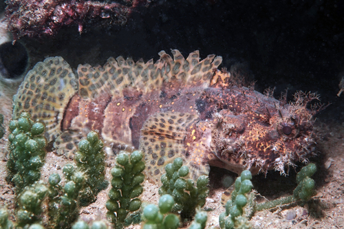 Ocellated frogfish toadfish (Halophryne ocellatus) — Batrachoididae