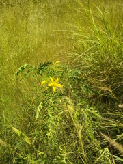 Solanum lumholtzianum