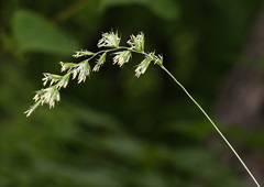 Elymus coreanus