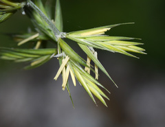 Elymus coreanus