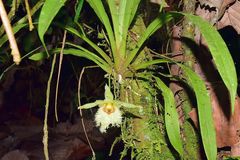 Chondroscaphe embreei