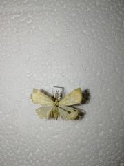 Polypogon tentacularia