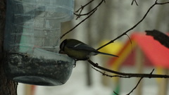 Parus major