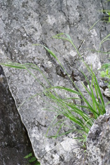 Elymus coreanus