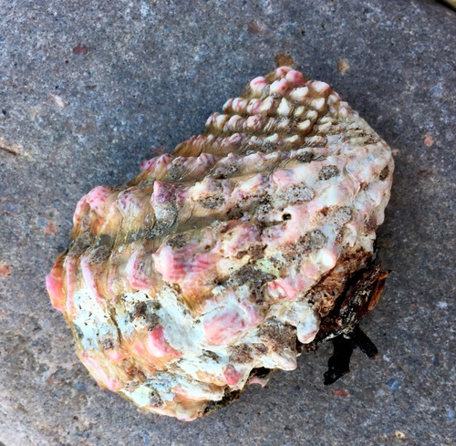 Representative image of Cardita