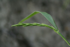 Elymus coreanus
