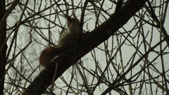 Sciurus vulgaris