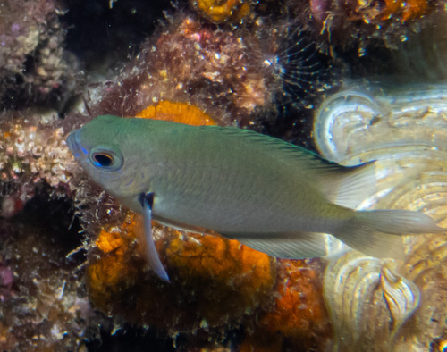 Alexander's damsel (Pomacentrus alexanderae) — Pomacentridae — 5