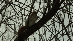 Sciurus vulgaris