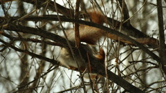 Sciurus vulgaris