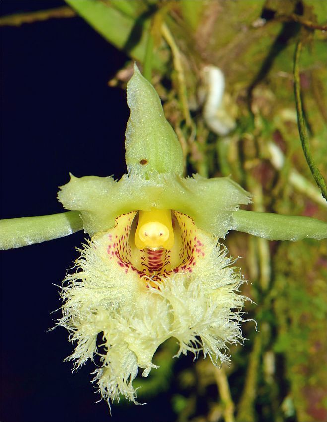 Chondroscaphe embreei
