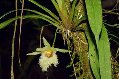 Chondroscaphe embreei