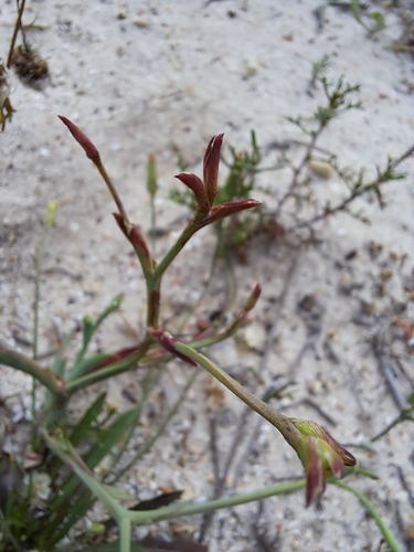 Image of Lapeirousia anceps by (c) Noeleen du Toit, some rights reserved (CC BY-SA)