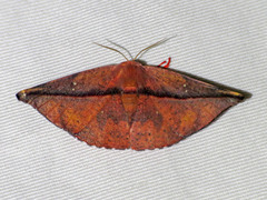 Oreta perobliquilinea