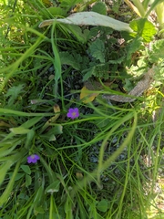 Calandrinia menziesii