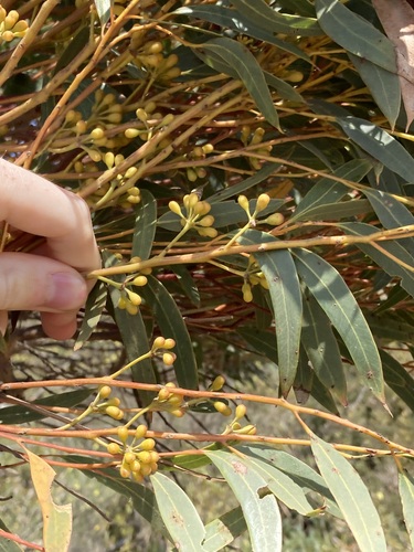 Image of Eucalyptus buprestium by (c) Thomas Mesaglio, some rights reserved (CC BY)