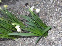 Leucojum