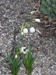 Leucojum