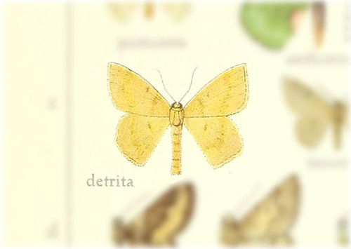 Pseudhemithea detrita