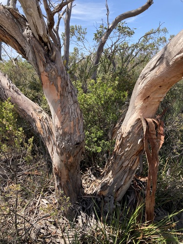 Image of Eucalyptus adesmophloia by (c) Thomas Mesaglio, some rights reserved (CC BY)