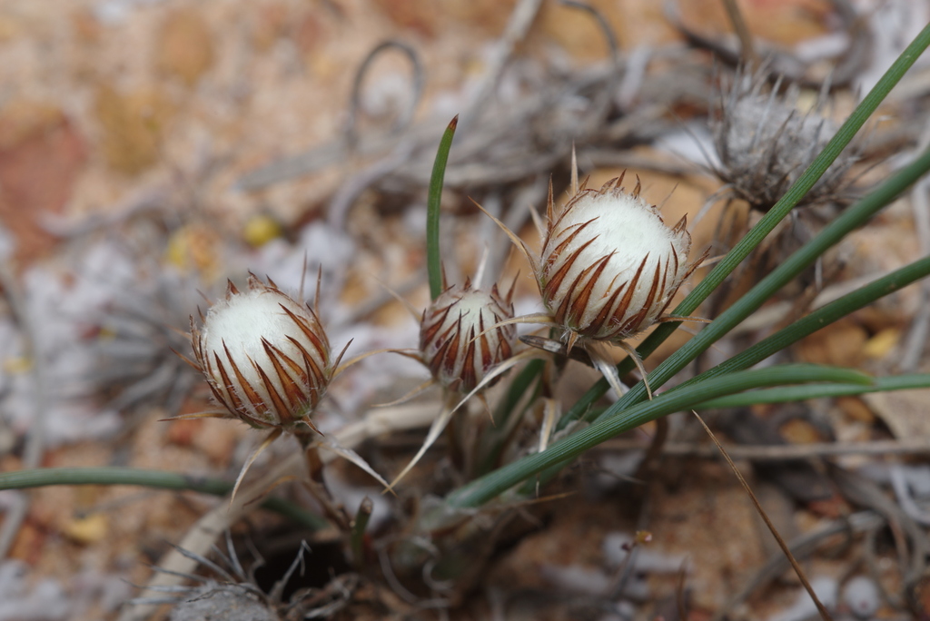 Hensmania stoniella