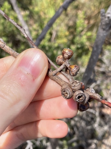 Image of Eucalyptus adesmophloia by (c) Thomas Mesaglio, some rights reserved (CC BY)
