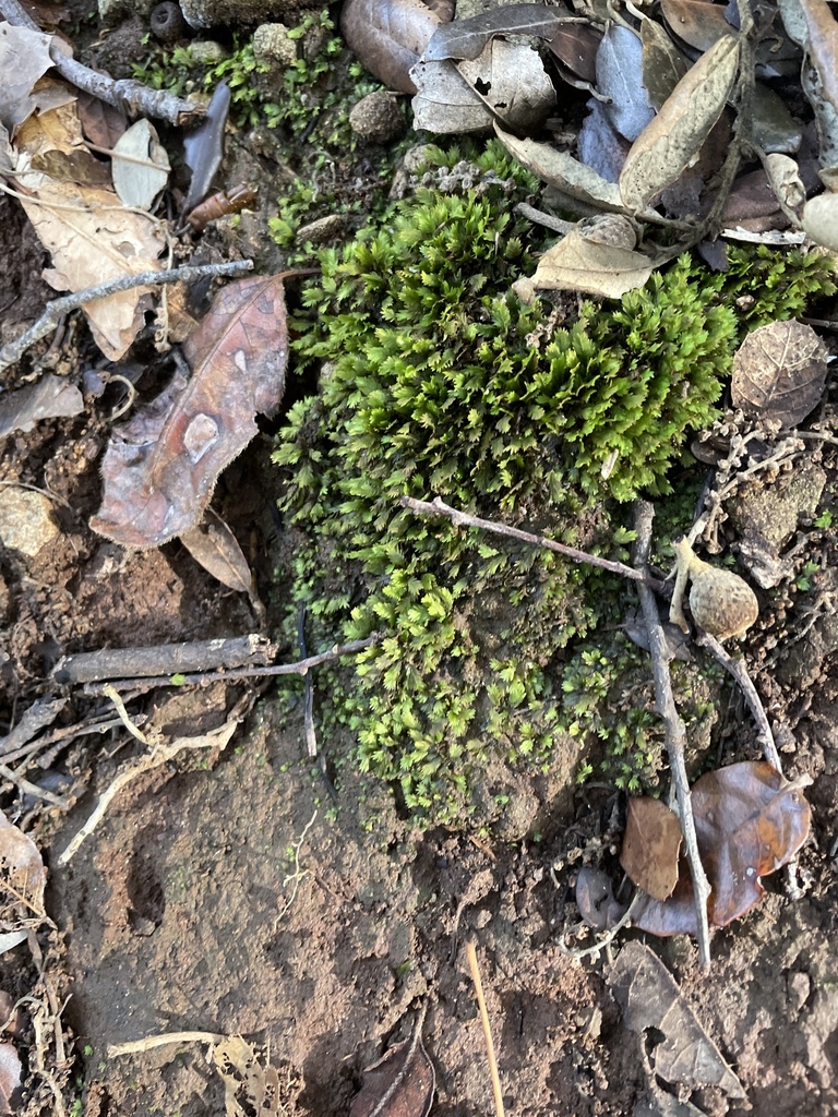 Rock Pocket-moss