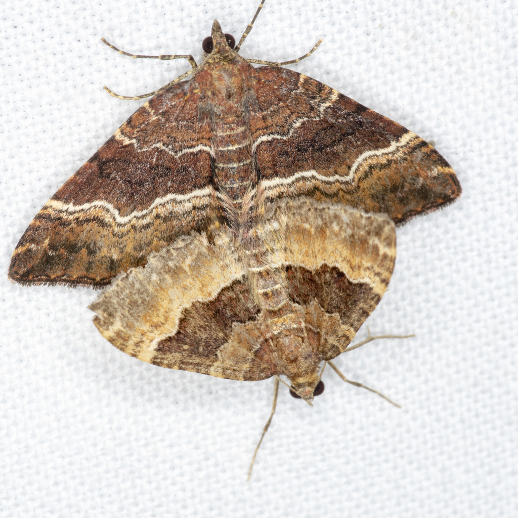 Chrysolarentia euphileta