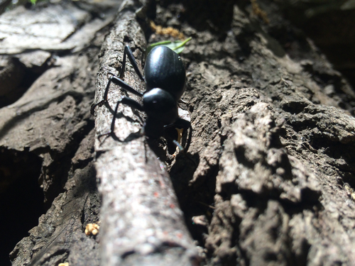 iNaturalist observation photo of Coelocnemis magna