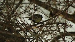 Parus major