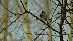 Parus major