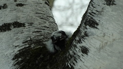 Picoides tridactylus
