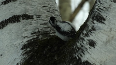 Picoides tridactylus