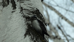 Picoides tridactylus