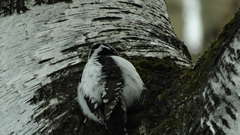 Picoides tridactylus
