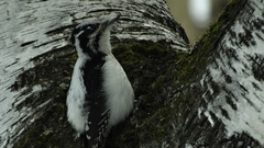 Picoides tridactylus