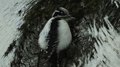 Picoides tridactylus