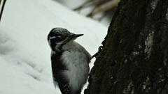 Picoides tridactylus