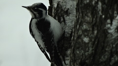 Picoides tridactylus