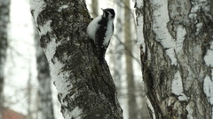 Picoides tridactylus