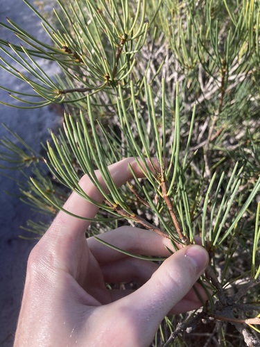 Image of Melaleuca gracilis by (c) Thomas Mesaglio, some rights reserved (CC BY)