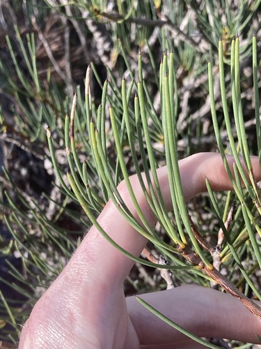 Image of Melaleuca gracilis by (c) Thomas Mesaglio, some rights reserved (CC BY)