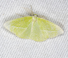 Iulops argocrana