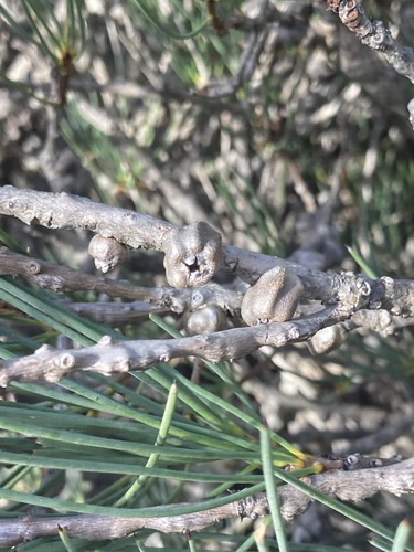 Image of Melaleuca gracilis by (c) Thomas Mesaglio, some rights reserved (CC BY)