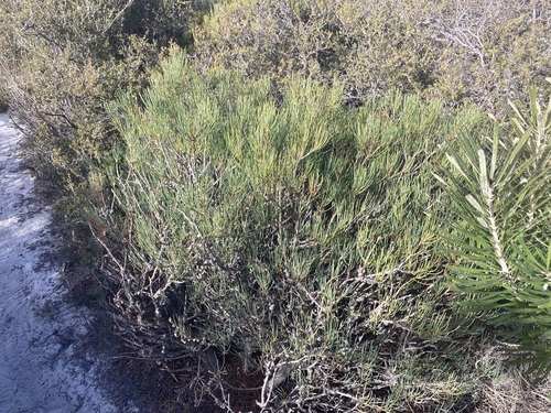 Image of Melaleuca gracilis by (c) Thomas Mesaglio, some rights reserved (CC BY)