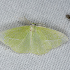 Iulops argocrana