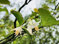 Styrax formosanus