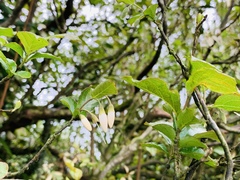 Styrax formosanus